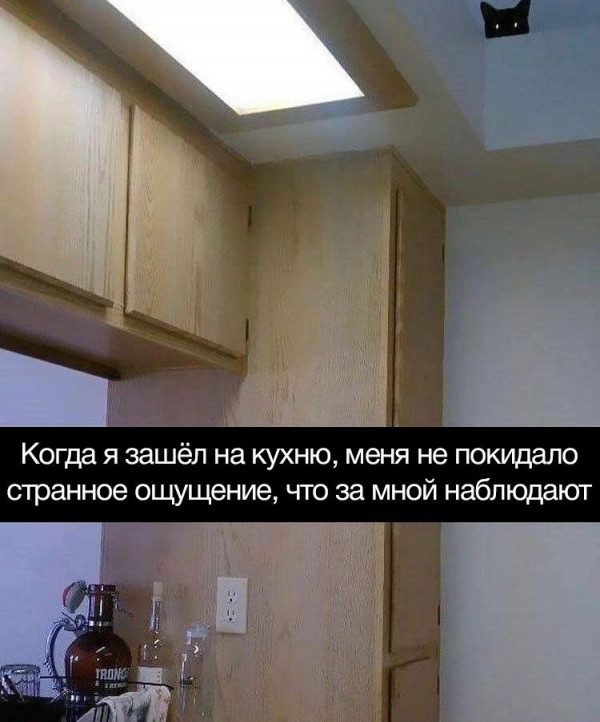Жизнь домашнего приюта "Котоленд" 414