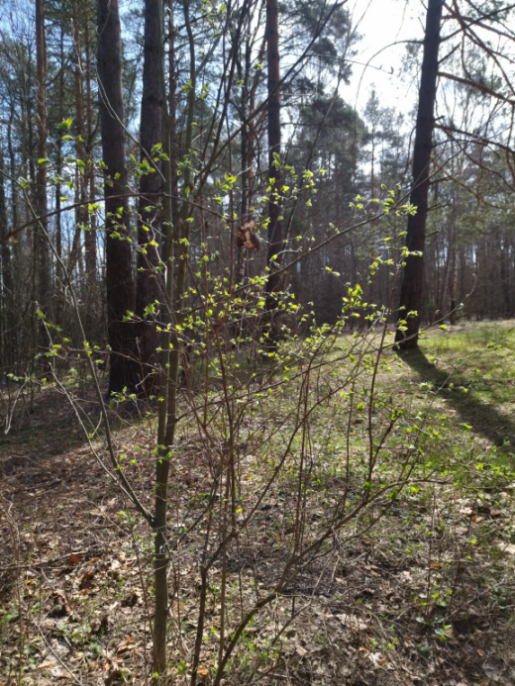 Литературная беседка