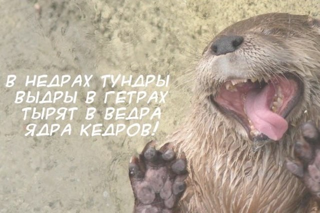 Посетитель зоопарка в Китае уронил телефон в вольер с выдрами и расстроился дважды