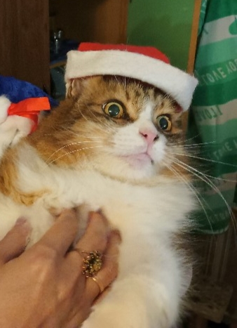 Очумелые Пёрышки