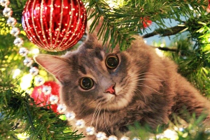 Кошачье-новогодняя сказка…