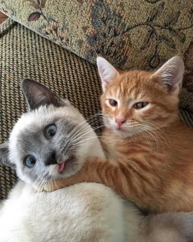 Тёплое, лаповое к котовторнику.