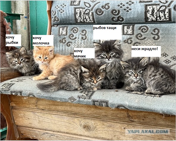 А не нужно ли кому котят?