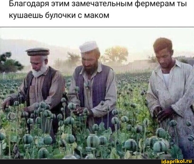 Картинки для деградации 135 (разной степени свежести)