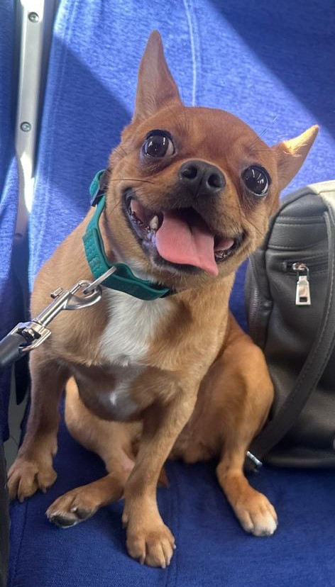 Кто более эмоциональный: кошки или собаки