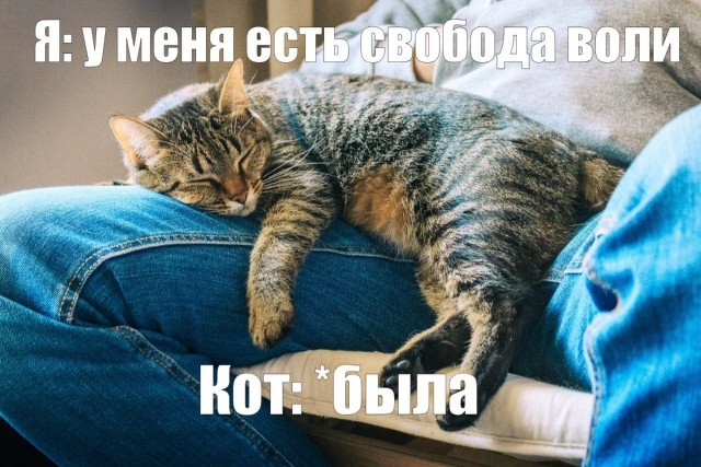 К котовторнику: подборка картинок-баянов с котиками и про котиков. Выпуск 42.