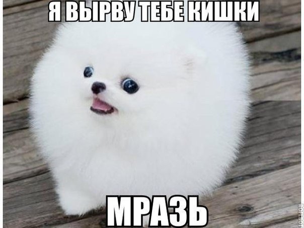 Смешные картинки