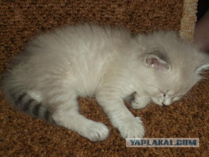 Котовторник 6.05.2014