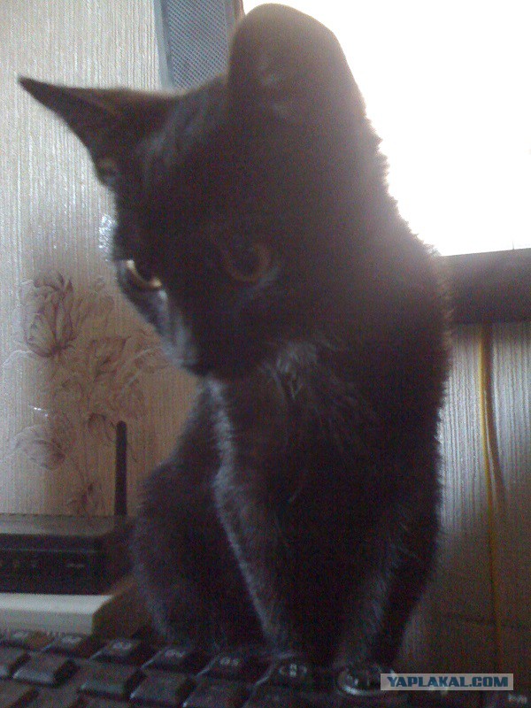 Черный котенок