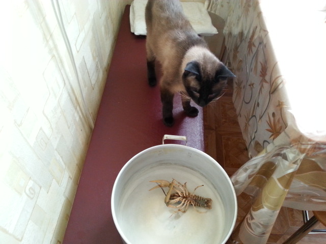 подготовка к субботнему вечеру