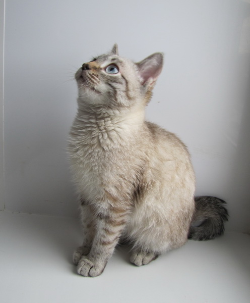Котовторник