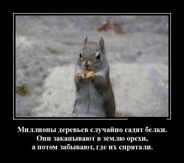 Картинки в черной рамке