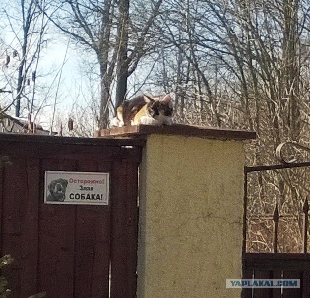 Котовторник 31.03.2015