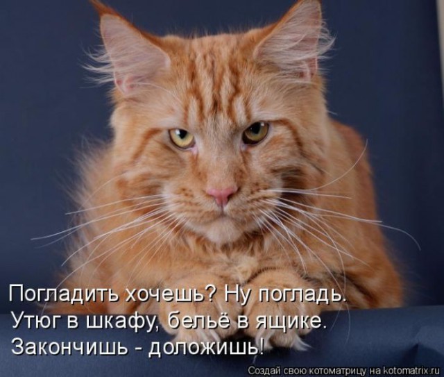 Котики и буквы