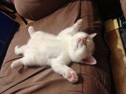 Котовторник
