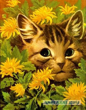 Забавные рисованные кошки