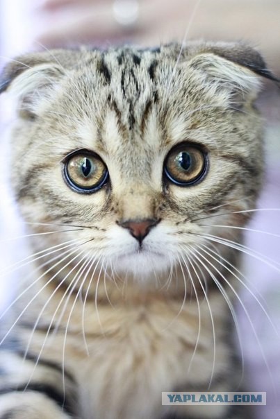 17 фотографий котов