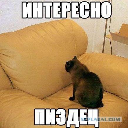 17 фотографий котов