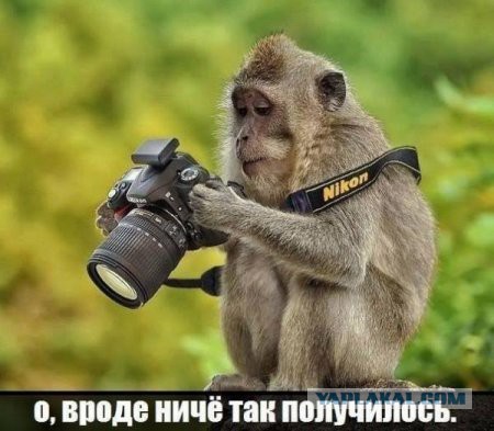 Смешные фотографии дикой природы