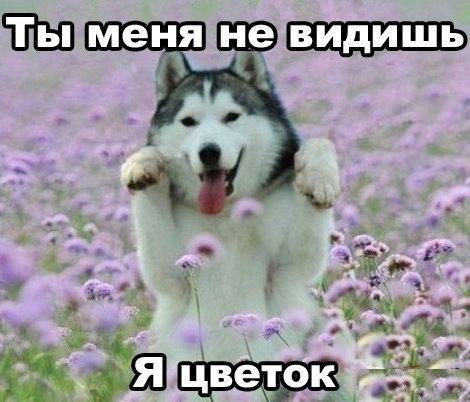 Мохнатые беспредельщики
