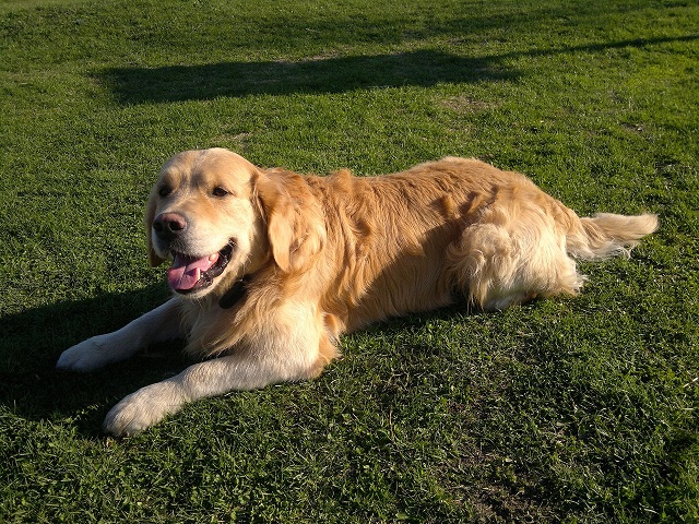 Страшно красивые терьеры