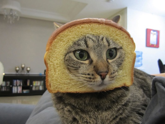 Коты, которые пытались что-то украсть