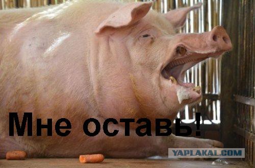 Так ли вреден "доширак"?