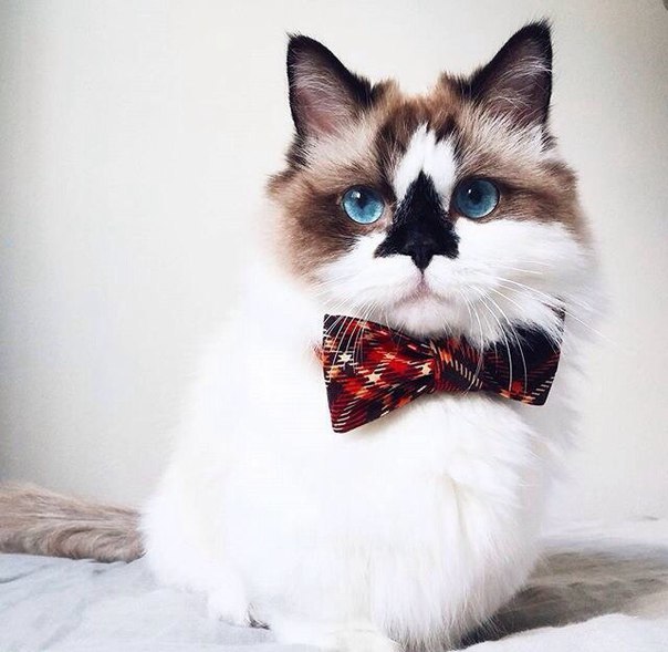 Коты и Кошки