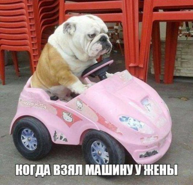 Подборка забавных животных