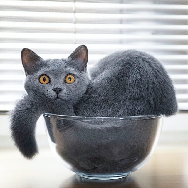 Прикольных котов пост