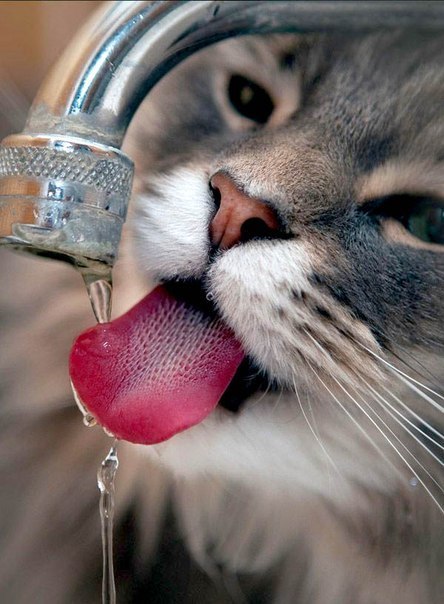 Неадекватные коты