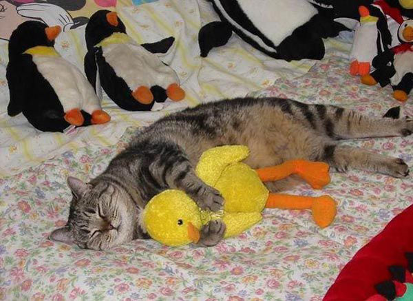 Прикольные коты на среду! ОЧЕНЬ МНОГО! Часть 2