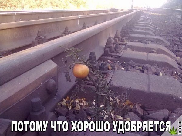 Нестандартный юмор