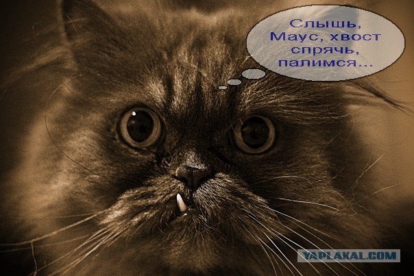 И у котов бывают тещи...
