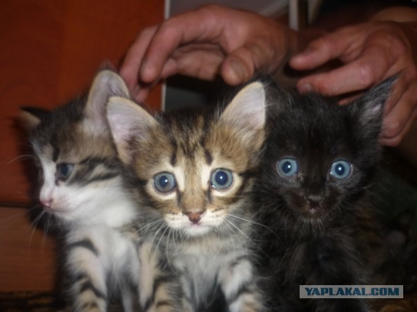 Котовторник на 22 июня