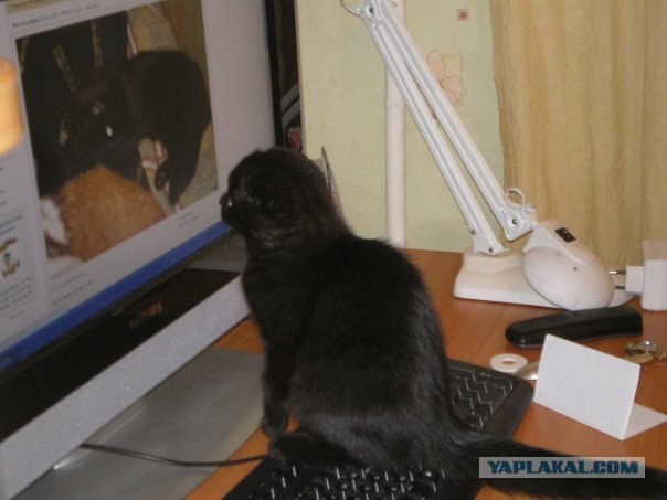 Котовторник: коты и... почти мыши