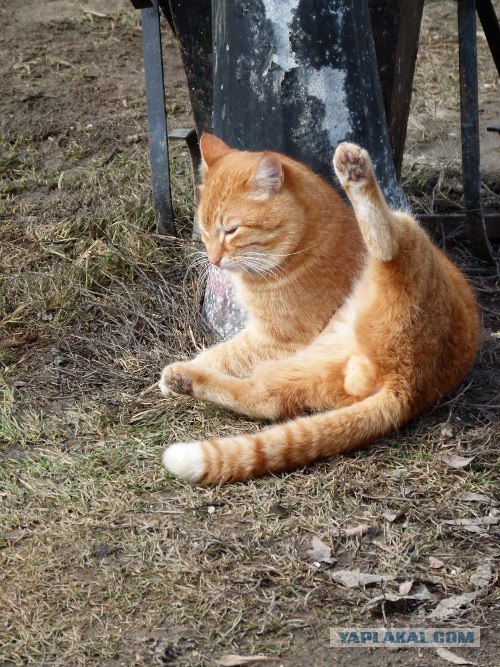 Начинаем котовторник!