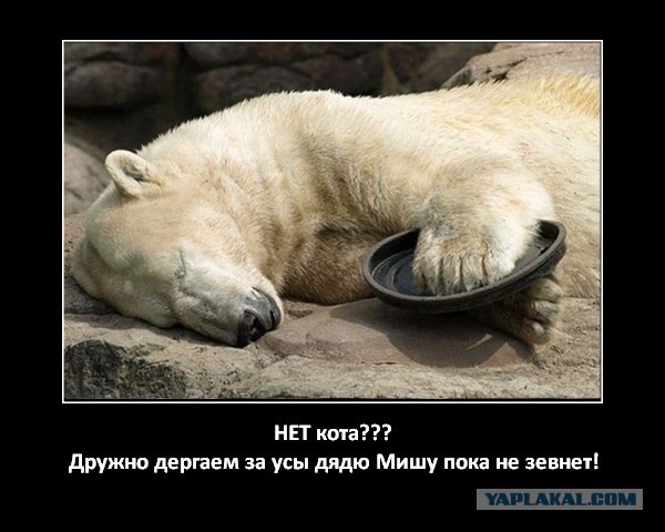 Зевни кота
