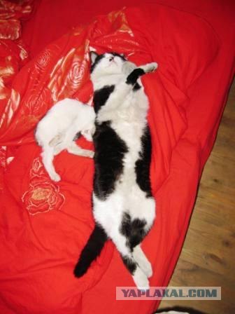 Котовторник (07.02.2012)