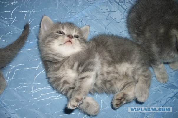Котовторник (21.02.2012)