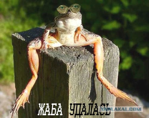 Битва фотожаберов (Команда №3)