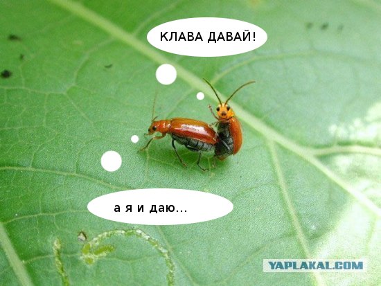 Он как бы нам машет?