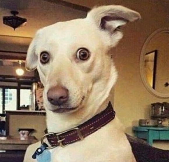 В Усть-Каменогорске пьяный обрыган затащил собаку в кусты и изнасиловал её 18+
