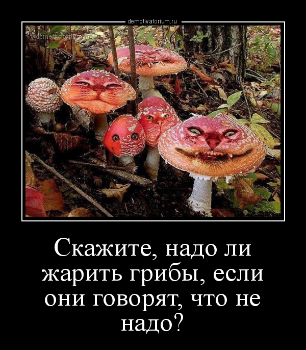 Японские ученые заявили, что грибы умеют разговаривать – особенно после дождя