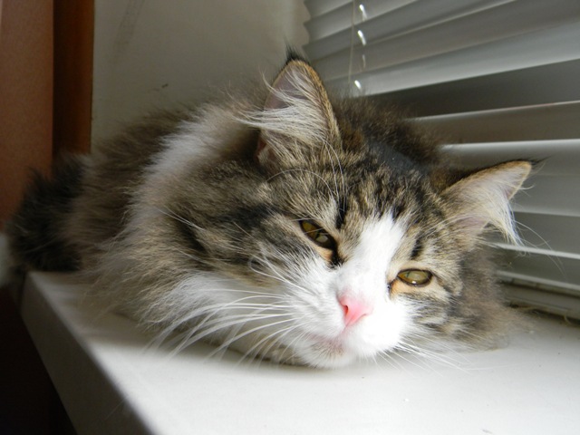 Котовторник 16.04.2013