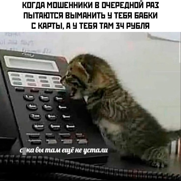 Весёлый полтишок 11.08.23