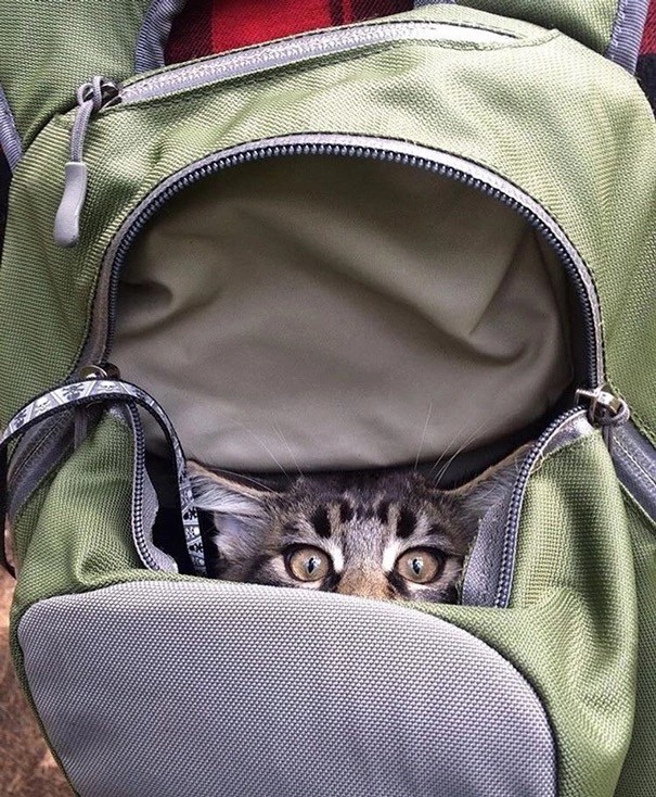 Котовторник. Моему мультяшке 1 год
