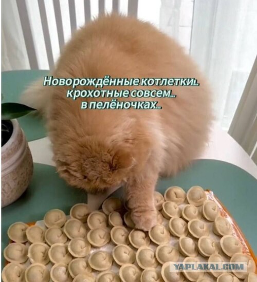 Нуштош 15.05.2024