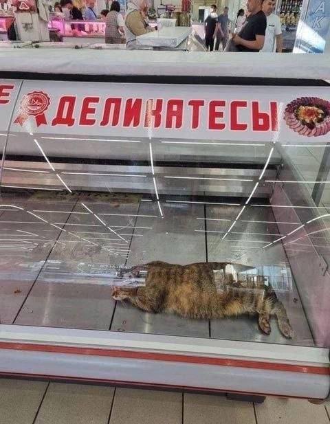 К котовторнику: подборка картинок-баянов с котиками и про котиков. Выпуск 12