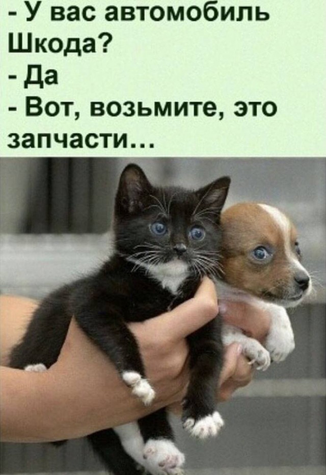 К котовторнику: подборка картинок-баянов с котиками и про котиков. Выпуск 18.